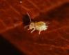Dicyrtomina sp.